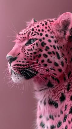 Pink Cheetah (ABX) BreadWinners